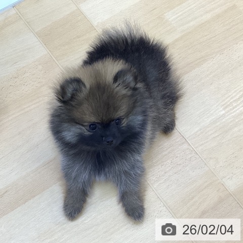 ポメラニアンの写真
