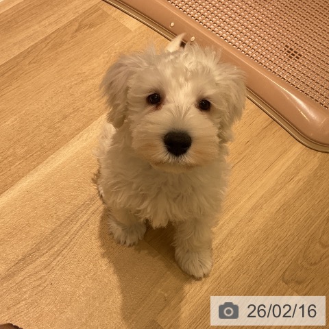 東京都のミニチュアシュナウザー (ペッツワン 青梅インター店/2025年12月1日生まれ/男の子/ホワイト)の子犬の4枚目の画像