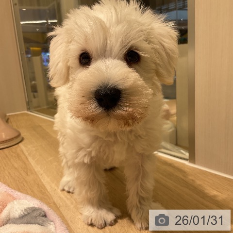 愛知県のミニチュアシュナウザー (ペットプラス イオンモール豊川店/2025年12月1日生まれ/男の子/ホワイト)の子犬の3枚目の画像