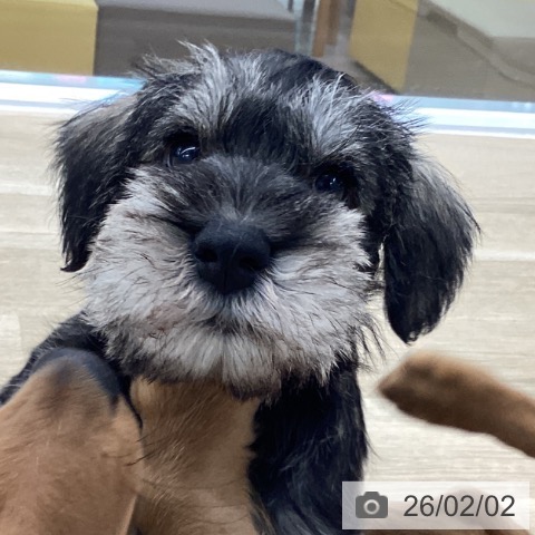 ミニチュア・シュナウザーの写真