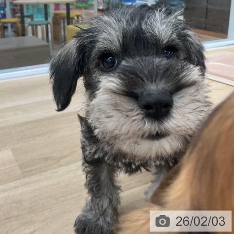 ミニチュア・シュナウザーの写真