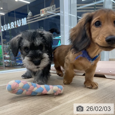 ミニチュア・シュナウザーの写真