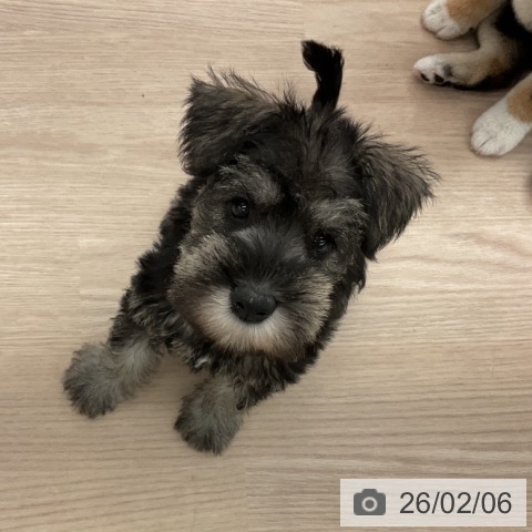 福井県のミニチュアシュナウザー (ペットプラス 福井店/2025年12月1日生まれ/女の子/ソルトペッパー)の子犬の4枚目の画像