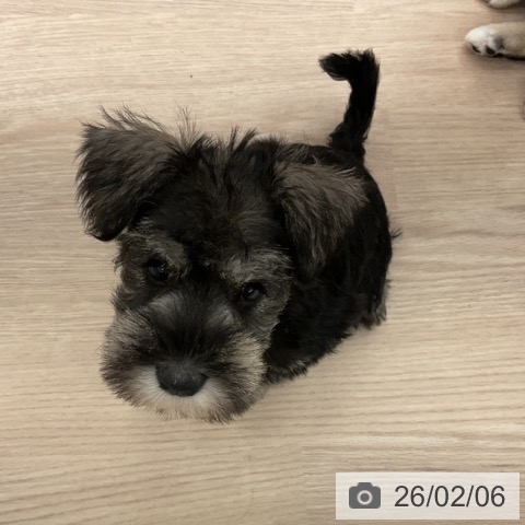 福井県のミニチュアシュナウザー (ペットプラス 福井店/2025年12月1日生まれ/女の子/ソルトペッパー)の子犬の3枚目の画像