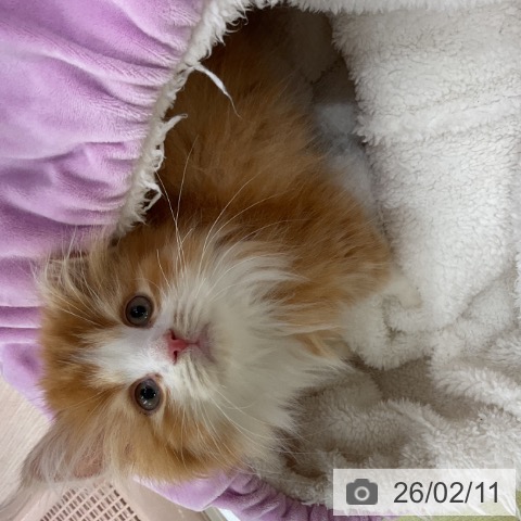 福井県のスコティッシュフォールド (ペットプラス 福井店/2025年11月25日生まれ/男の子/レッドタビーホワイト)の子猫の4枚目の画像