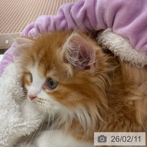 福井県のスコティッシュフォールド (ペットプラス 福井店/2025年11月25日生まれ/男の子/レッドタビーホワイト)の子猫の3枚目の画像