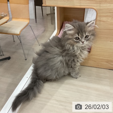 愛知県のスコティッシュフォールド (ペットプラス mozoワンダーシティ店/2025年11月25日生まれ/男の子/ブルータビー)の子猫の4枚目の画像