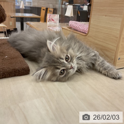 愛知県のスコティッシュフォールド (ペットプラス mozoワンダーシティ店/2025年11月25日生まれ/男の子/ブルータビー)の子猫の3枚目の画像