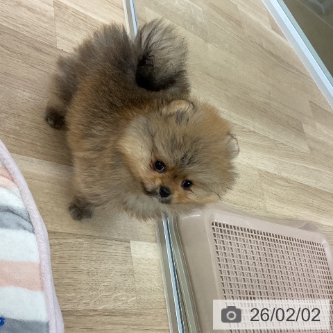 愛知県のポメラニアン (ペットプラス mozoワンダーシティ店/2025年11月30日生まれ/男の子/オレンジ)の子犬の4枚目の画像