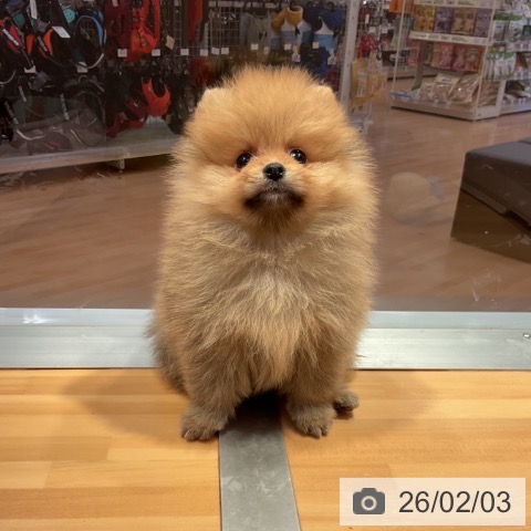 愛知県のポメラニアン (ペットプラス 名古屋茶屋店/2025年11月30日生まれ/男の子/オレンジ)の子犬の3枚目の画像