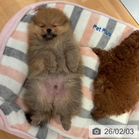 愛知県のポメラニアン (ペットプラス 名古屋茶屋店/2025年11月30日生まれ/男の子/オレンジ)の子犬の4枚目の画像