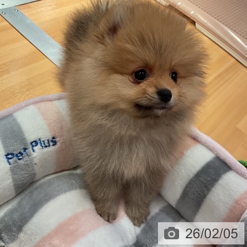 愛知県のポメラニアン (ペットプラス 名古屋茶屋店/2025年11月30日生まれ/男の子/オレンジ)の子犬の3枚目の画像