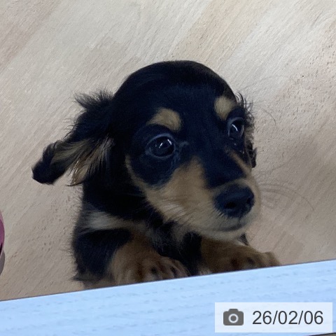 三重県のミニチュアダックスフンド(ロング) (ペットプラス 津南店/2025年12月2日生まれ/男の子/ブラックタン)の子犬の4枚目の画像