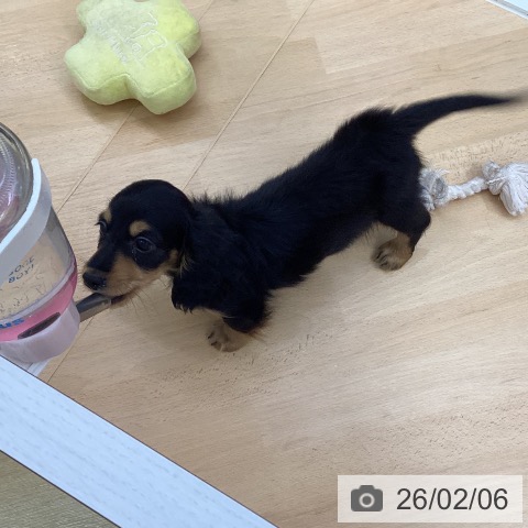 三重県のミニチュアダックスフンド(ロング) (ペットプラス 津南店/2025年12月2日生まれ/男の子/ブラックタン)の子犬の3枚目の画像