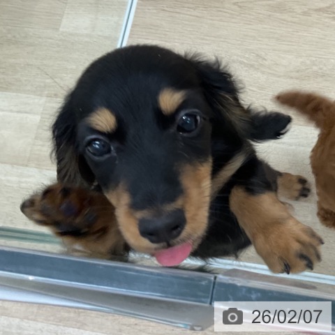 ミニチュア・ダックスフンドの写真