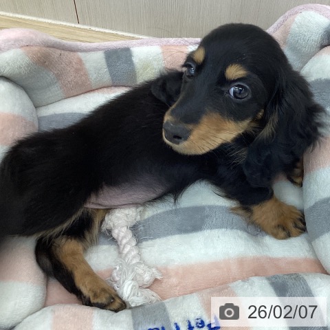 ミニチュア・ダックスフンドの写真