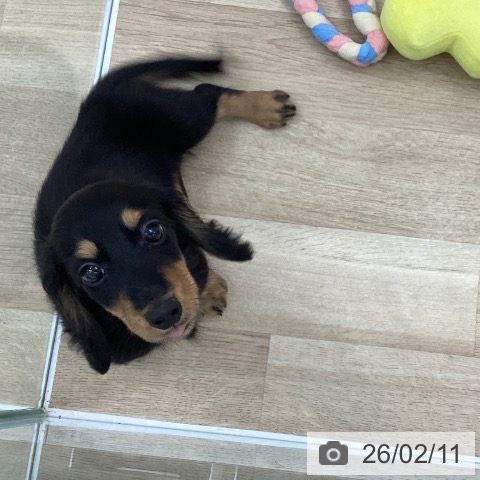 ミニチュア・ダックスフンドの写真