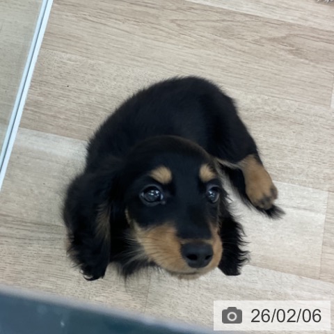 ミニチュア・ダックスフンドの写真