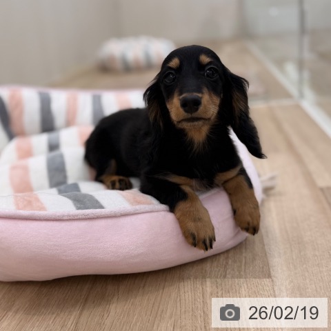 ミニチュア・ダックスフンドの写真