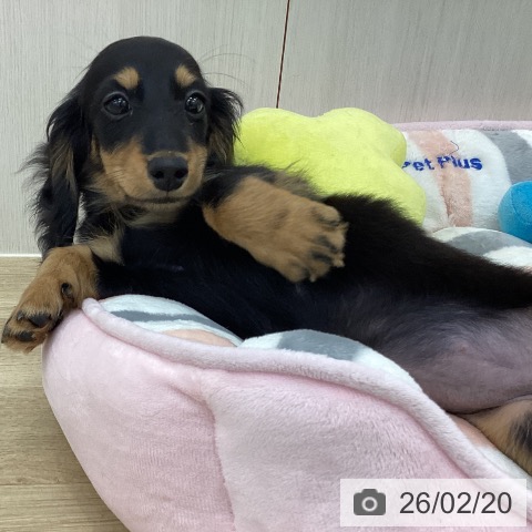 ミニチュア・ダックスフンドの写真