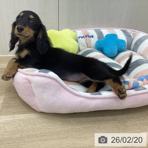 ミニチュア・ダックスフンドの写真