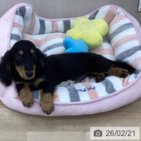 ミニチュア・ダックスフンドの写真