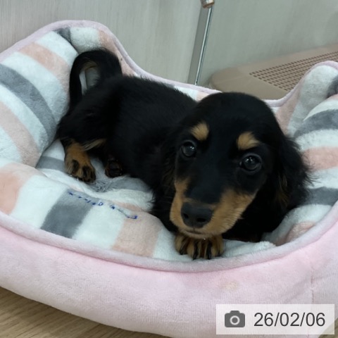 ミニチュア・ダックスフンドの写真