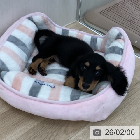 愛知県のミニチュアダックスフンド(ロング) (ペットプラス みなと店/2025年12月2日生まれ/女の子/ブラックタン)の子犬の4枚目の画像