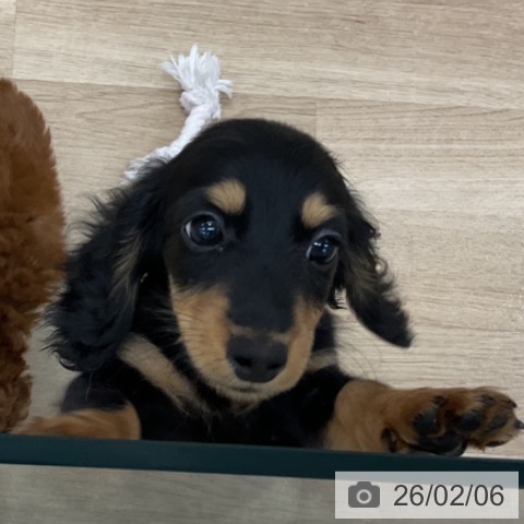 愛知県のミニチュアダックスフンド(ロング) (ペットプラス みなと店/2025年12月2日生まれ/女の子/ブラックタン)の子犬の3枚目の画像