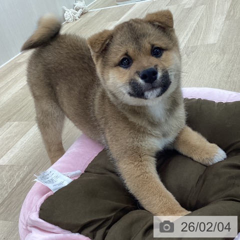 愛知県の柴犬(標準サイズ) (ペットプラス 豊橋牧野店/2025年11月28日生まれ/男の子/赤)の子犬の3枚目の画像