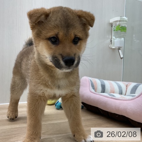 愛知県の柴犬(標準サイズ) (ペットプラス 豊橋牧野店/2025年11月28日生まれ/男の子/赤)の子犬の4枚目の画像