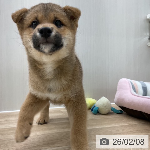 愛知県の柴犬(標準サイズ) (ペットプラス 豊橋牧野店/2025年11月28日生まれ/男の子/赤)の子犬の3枚目の画像