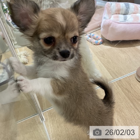 愛知県のチワワ(ロング) (ペットプラス イオンモール豊川店/2025年12月2日生まれ/男の子/フォーンホワイト)の子犬の3枚目の画像