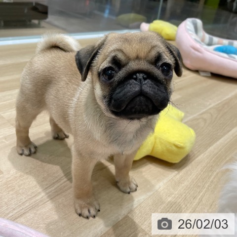 愛知県のパグ (ペットプラス 則武新町店/2025年11月25日生まれ/男の子/フォーン)の子犬の4枚目の画像