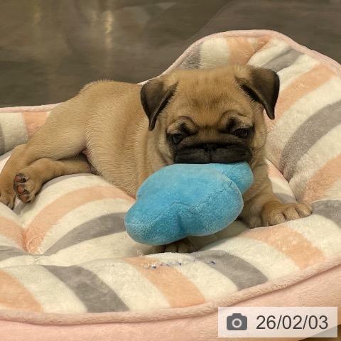 愛知県のパグ (ペットプラス 則武新町店/2025年11月25日生まれ/男の子/フォーン)の子犬の3枚目の画像