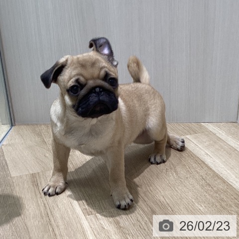 愛知県のパグ (ペットプラス 則武新町店/2025年11月25日生まれ/男の子/フォーン)の子犬の3枚目の画像