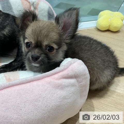 三重県のチワワ(ロング) (ペットプラス 鈴鹿店/2025年12月2日生まれ/男の子/フォーン)の子犬の4枚目の画像