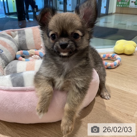 三重県のチワワ(ロング) (ペットプラス 鈴鹿店/2025年12月2日生まれ/男の子/フォーン)の子犬の3枚目の画像