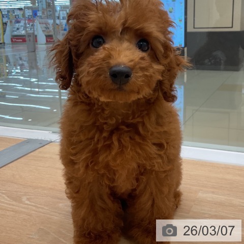 トイ・プードルの写真