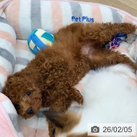 トイ・プードルの写真