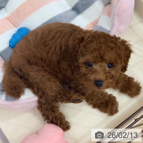 トイ・プードルの写真