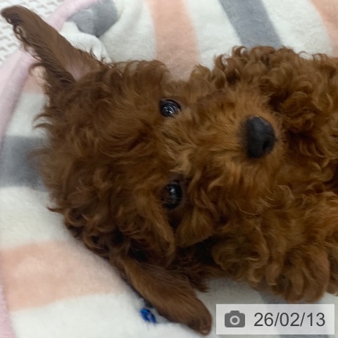 トイ・プードルの写真