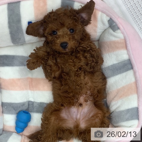 トイ・プードルの写真