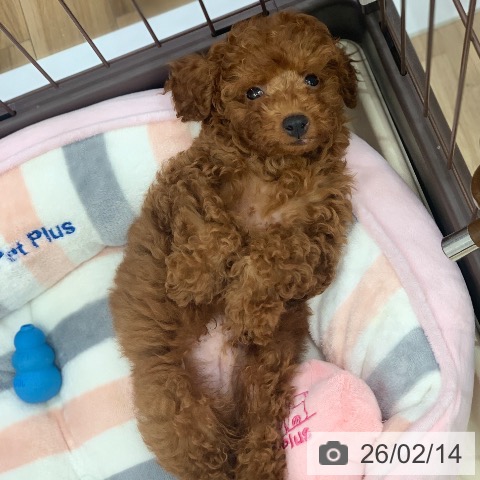 トイ・プードルの写真