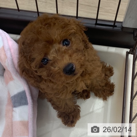 トイ・プードルの写真