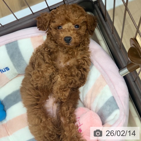 トイ・プードルの写真