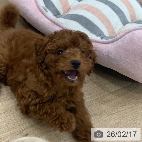 トイ・プードルの写真