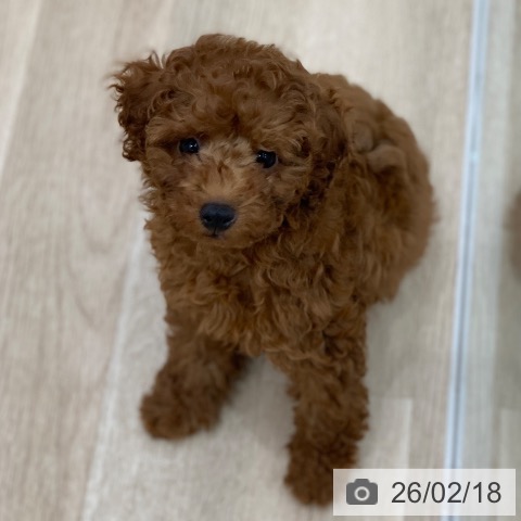 トイ・プードルの写真