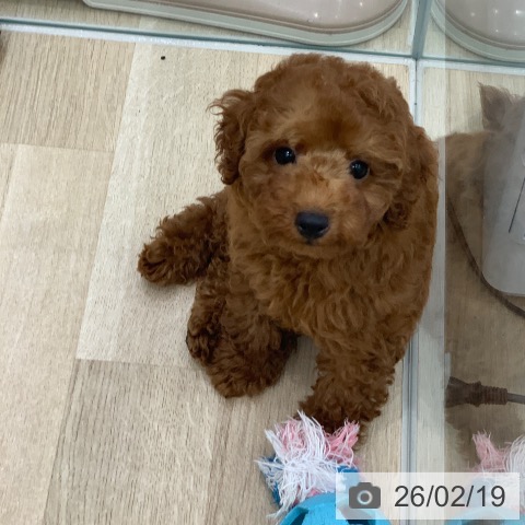 トイ・プードルの写真