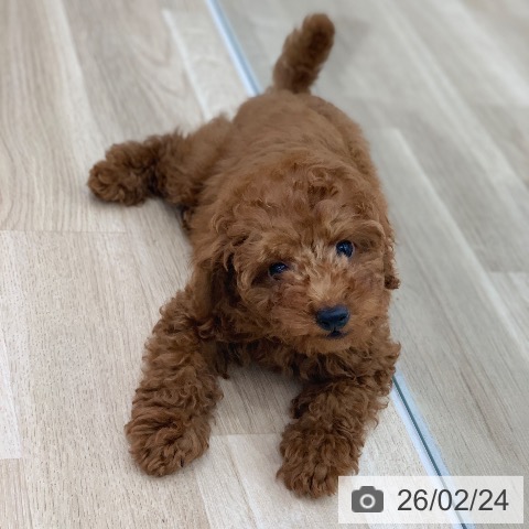 トイ・プードルの写真